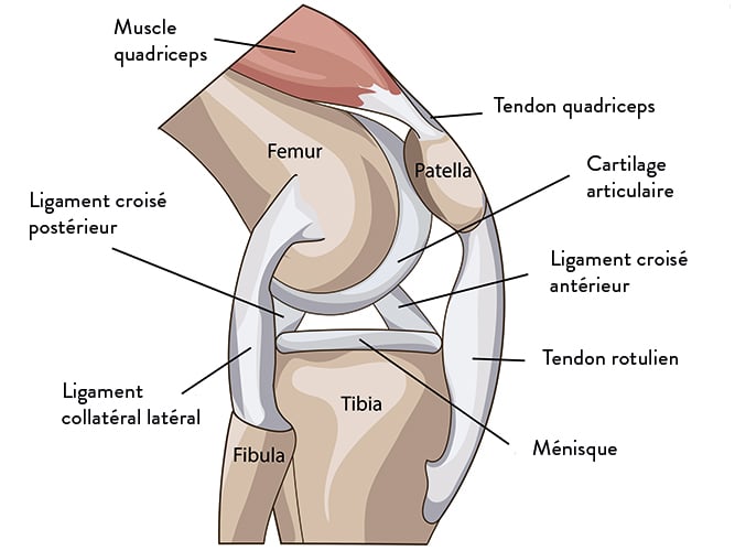 Symptômes et diagnostic de la rupture du tendon rotulien